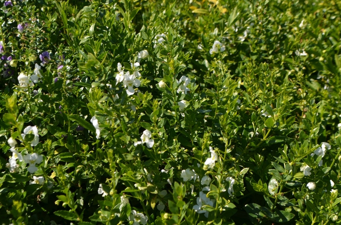 Actors® 'White Improved' - Angelonia (Summer Snapdragon) from Roots Garden Center Inc