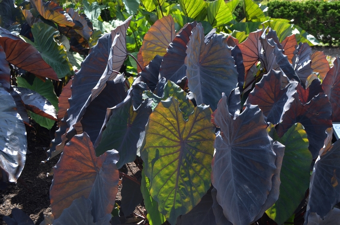 Elephant's Ear - Colocasia esculenta 'Black Ruffles' from Roots Garden Center Inc