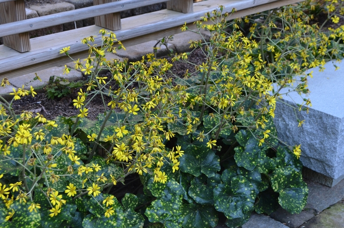'Aureomaculata' Spotted Leopard Plant - Farfugium japonicum from Roots Garden Center Inc