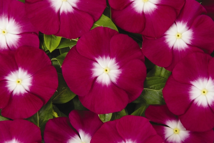 'Pacifica Burgundy Halo' - Catharanthus roseus ''Pacifica Burgundy Halo'' from Roots Garden Center Inc