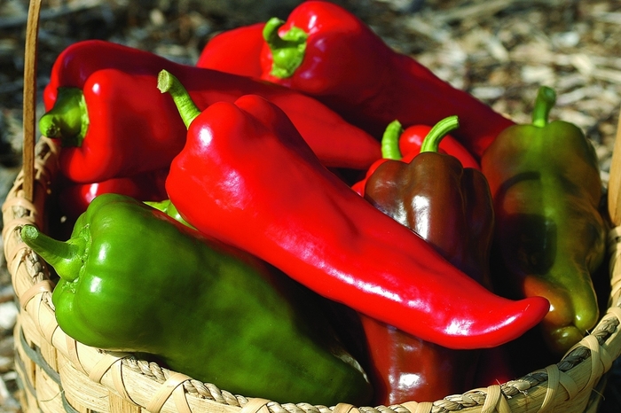 Sweet Pepper - Capsicum annuum 'Carmen F1' from Roots Garden Center Inc