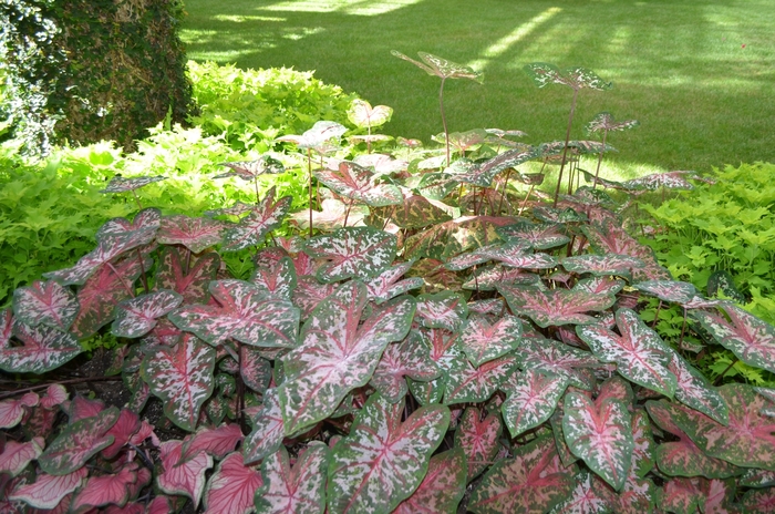 Carolyn Whorton Caladium - Caladium x hortulanum ''Carolyn Whorton'' (Caladium) from Roots Garden Center Inc