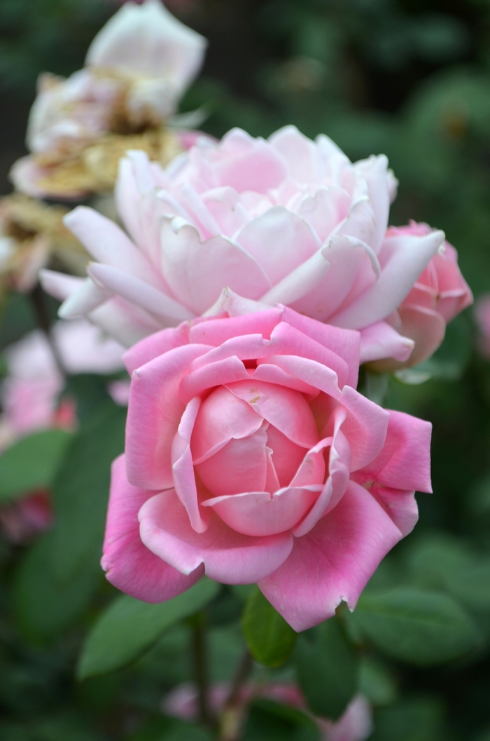 Bubble Double™ - Rosa 'Radnov' PP24069 from Roots Garden Center Inc