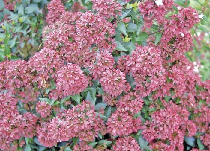 'Raspberry Profusion' Abelia - Abelia hybrid from Roots Garden Center Inc