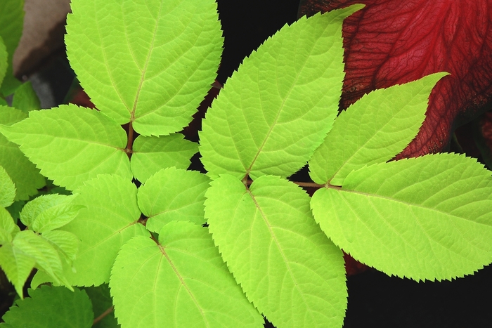 'Sun King' Japanese Spikenard - Aralia cordata from Roots Garden Center Inc