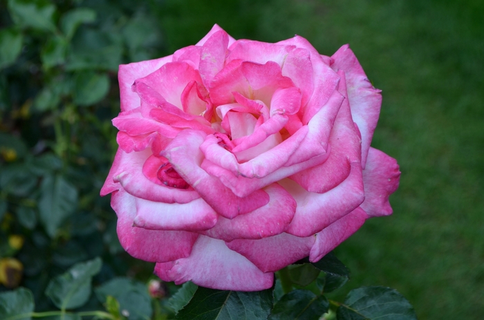 California Dreamin'™ - Rosa 'Meibihars' PP21388 from Roots Garden Center Inc