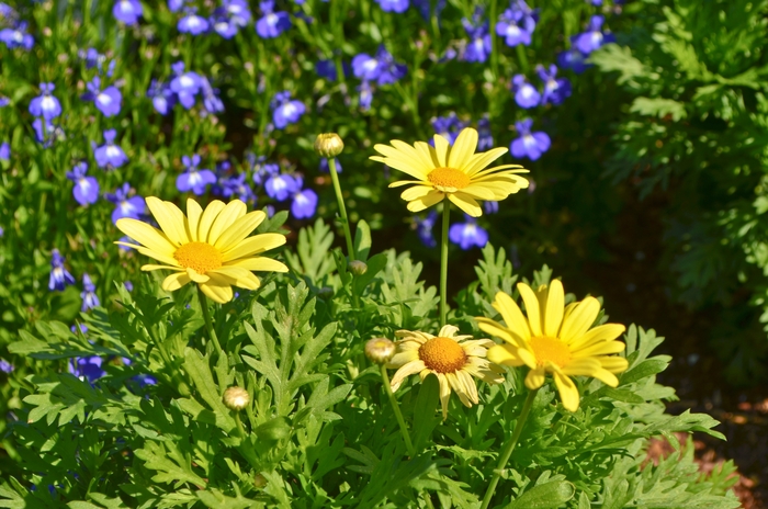 Marguerite Daisy - Argyranthemum 'Beauty Yellow' from Roots Garden Center Inc