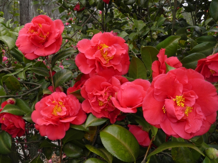 'Kramer's Supreme' - Camellia japonica from Roots Garden Center Inc