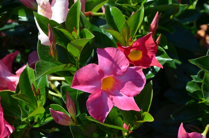 Trumpet Flower - Dipladenia 'Rio™ Rio Pink' from Roots Garden Center Inc