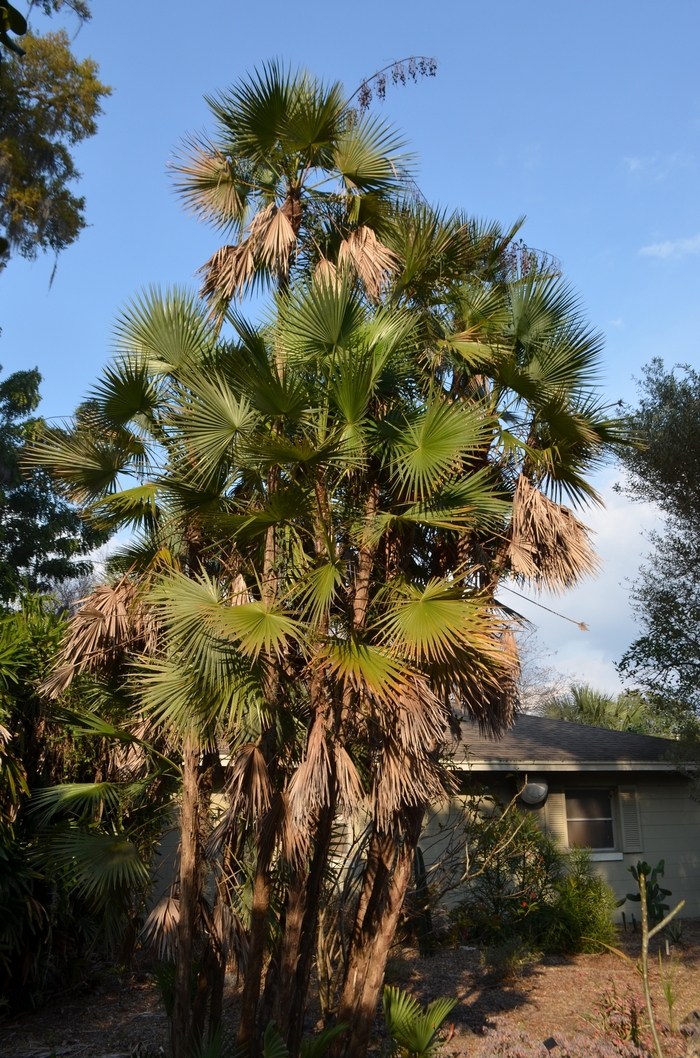 Everglades Palm - Acoelorraphe wrightii from Roots Garden Center Inc