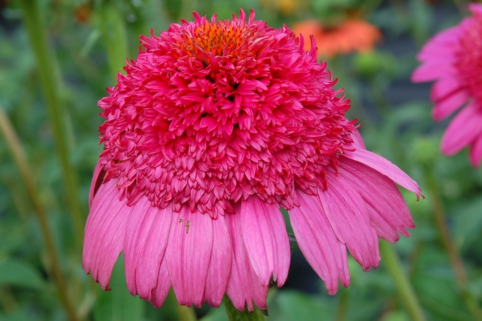 'Gum Drop' Coneflower - Echinacea from Roots Garden Center Inc