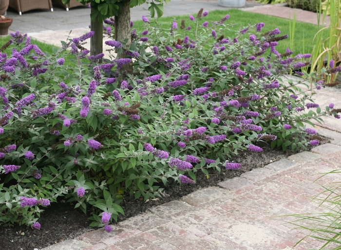 Lo and Behold® 'Blue Chip' - Buddleia x from Roots Garden Center Inc