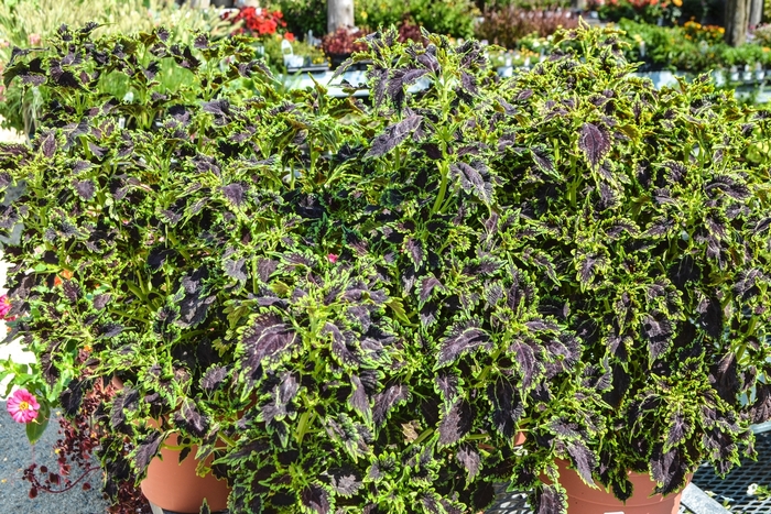 'Black Magic' - Coleus from Roots Garden Center Inc