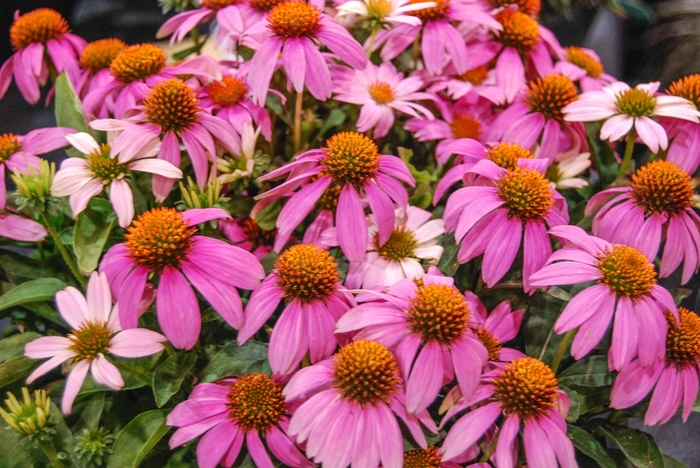 Crazy Pink™ Coneflower - Echinacea from Roots Garden Center Inc