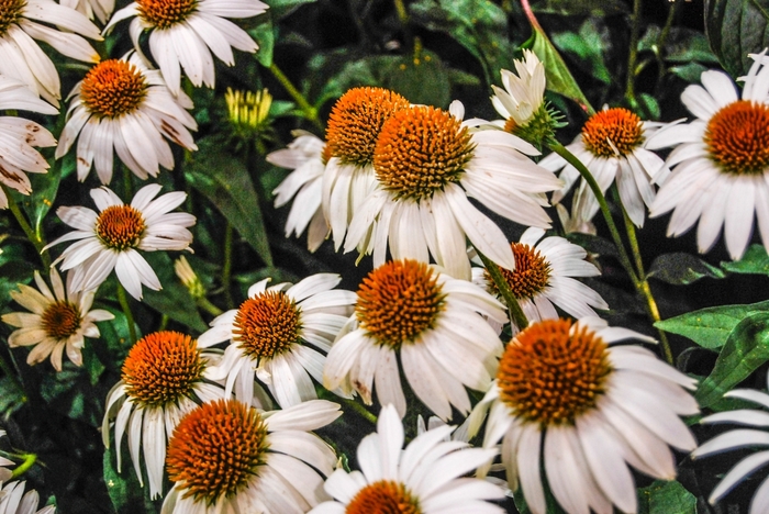 Crazy White™ Echinacea - Echinacea from Roots Garden Center Inc