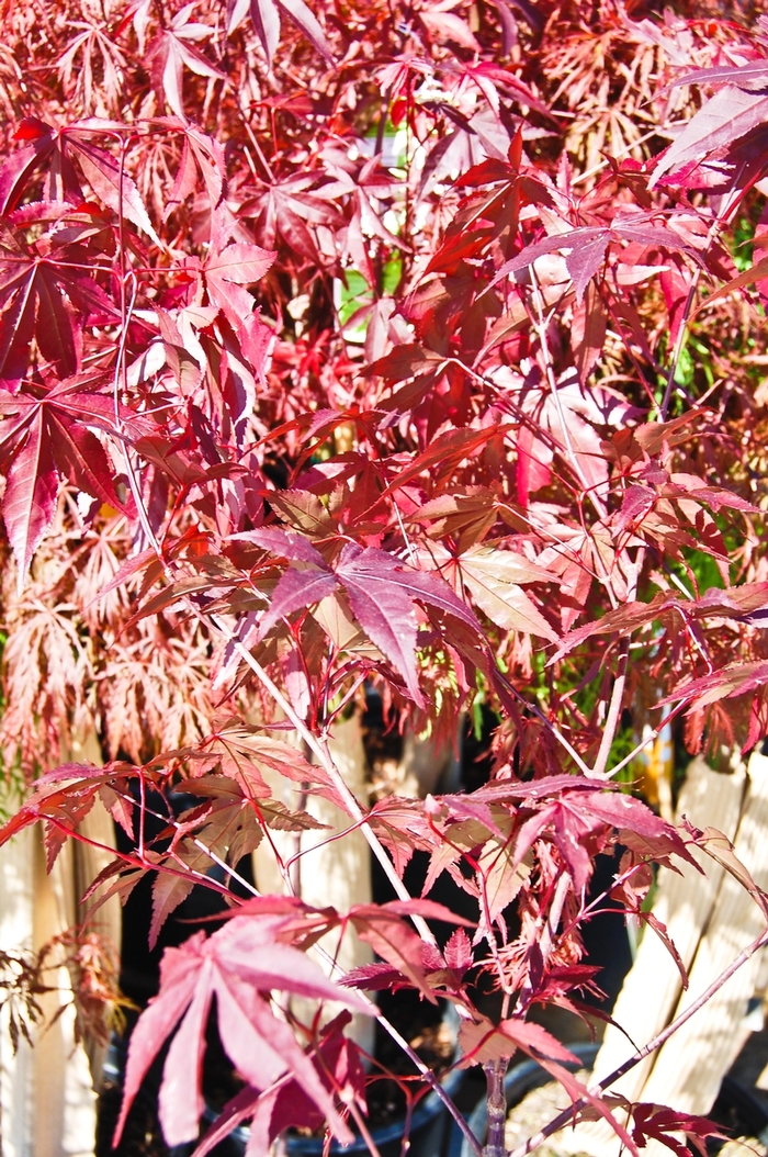Emporer 1® Japanese Maple - Acer palmatum 'Emporer 1®' from Roots Garden Center Inc