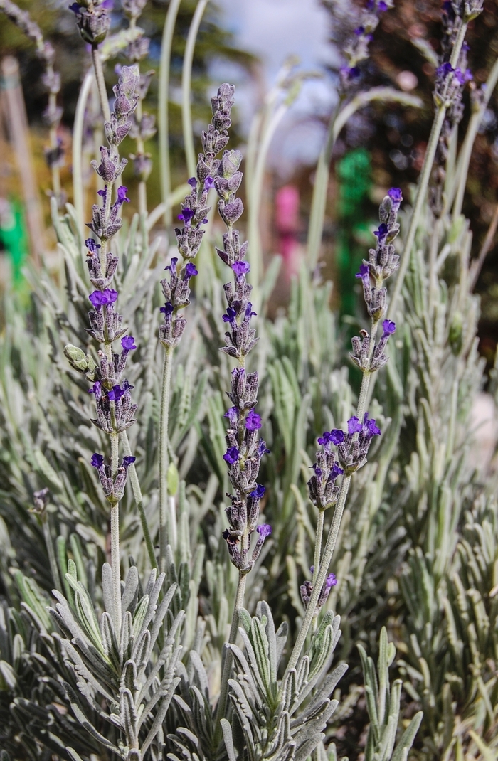 'Goodwin Creek Grey' French Lavender - Lavandula from Roots Garden Center Inc
