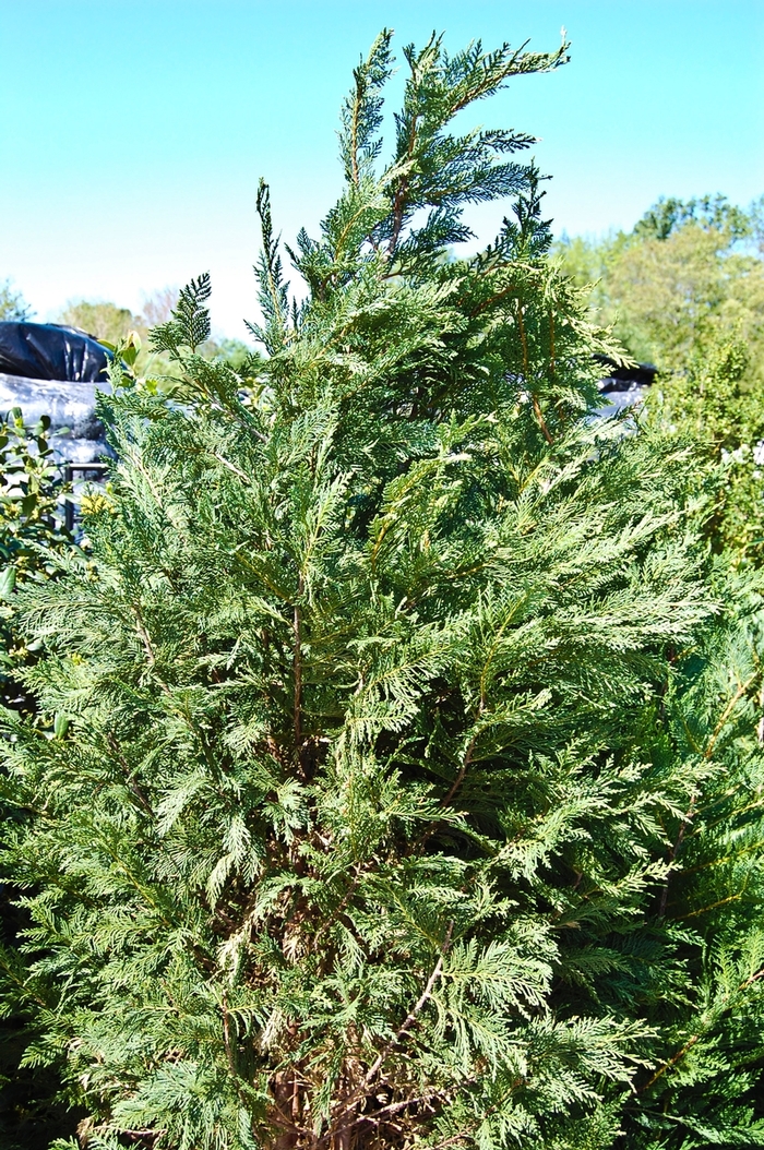 Leyland Cypress - Cupressocyparis leylandii from Roots Garden Center Inc