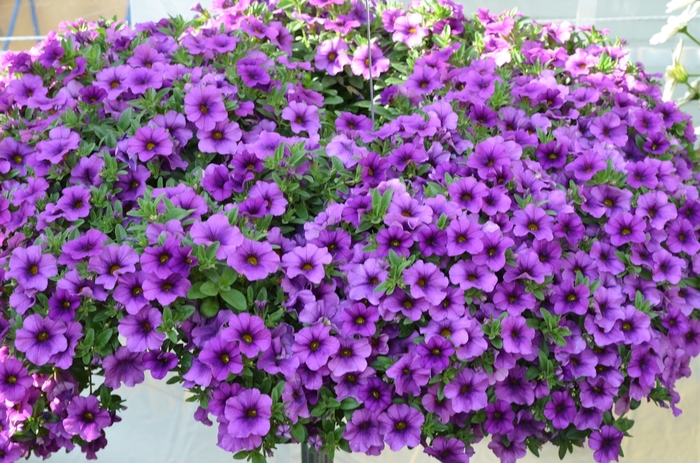 Aloha Kona Lavender - Calibrachoa ''Lavender'' (Mini Petunia) from Roots Garden Center Inc