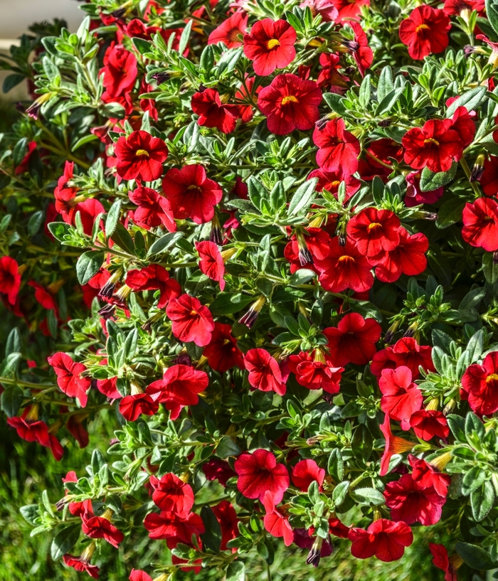 Million Bells - Calibrachoa hybrida 'Aloha Red' from Roots Garden Center Inc
