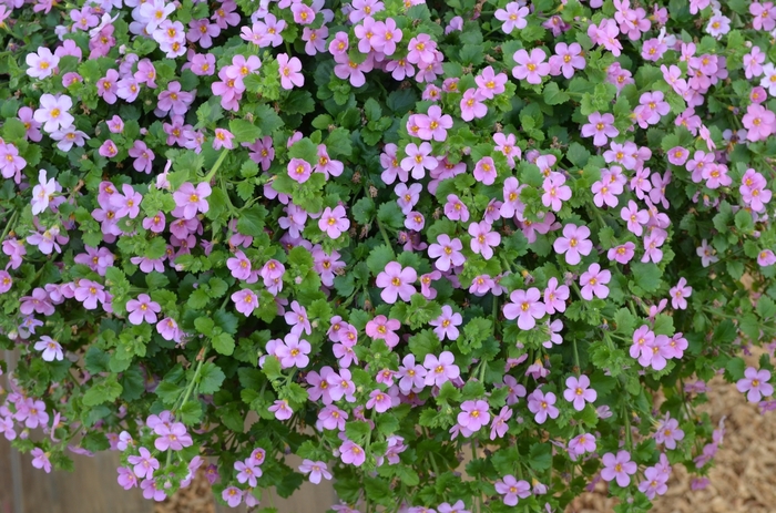 Million Bells - Calibrachoa hybrida 'Aloha Bahia Pink Sand' from Roots Garden Center Inc