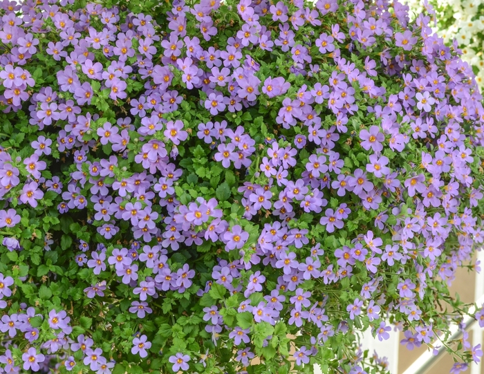 Million Bells - Calibrachoa hybrida 'Aloha Bahia Purple Sand' from Roots Garden Center Inc
