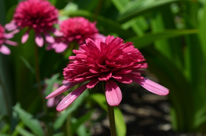 'Southern Belle' Coneflower - Echinacea from Roots Garden Center Inc