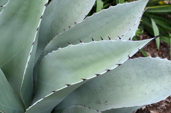 Whale's Tongue Agave - Agave ovatifolia from Roots Garden Center Inc