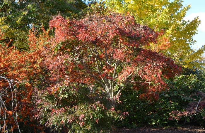'Koto ito komachi' Japanese Maple - Acer palmatum from Roots Garden Center Inc