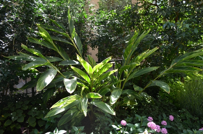 'Variegata' Shell Ginger - Alpinia zerumbet from Roots Garden Center Inc
