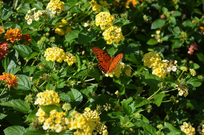 Yellow Lantana - Lantana camara 'Chapel Hill Yellow' from Roots Garden Center Inc