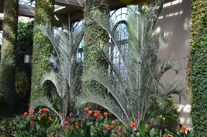 Triangle Palm Tree - Dypsis decaryi from Roots Garden Center Inc
