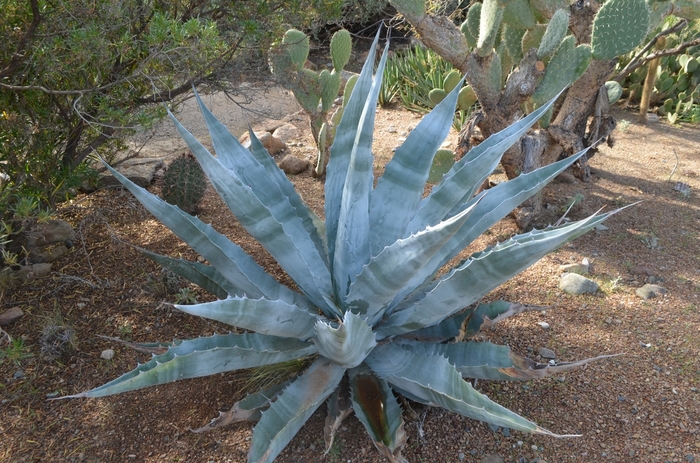 Agave - Agave gigantensis from Roots Garden Center Inc