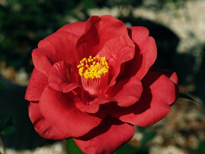 Camellia - Camellia japonica 'Royal Velvet' from Roots Garden Center Inc