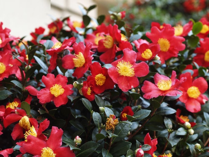'Yuletide Candle' - Camellia sasanqua from Roots Garden Center Inc