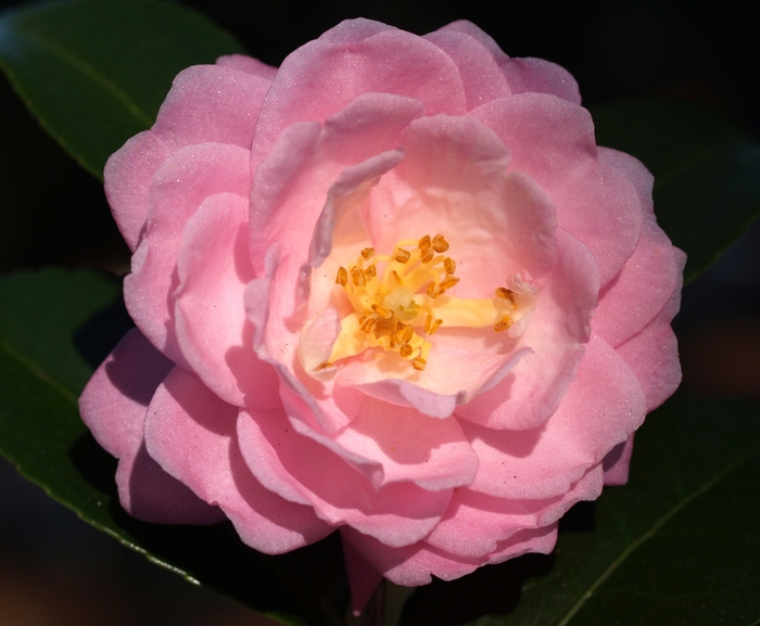 'Ashton's Ballet' - Camellia from Roots Garden Center Inc