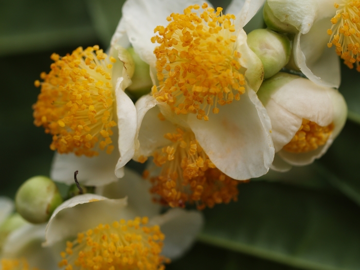 Camellia - Camellia sinensis from Roots Garden Center Inc