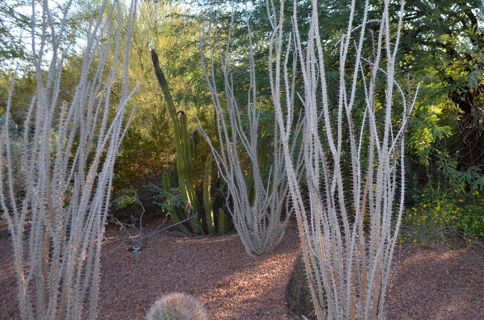 Ocotillo - Fouquieria splendens from Roots Garden Center Inc
