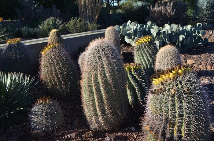 Fishhook Barrel Cactus - Ferocactus wislizeni from Roots Garden Center Inc