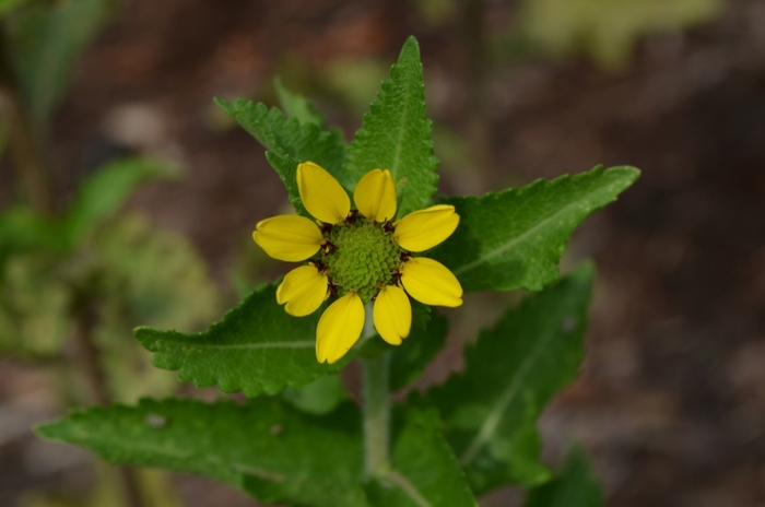Texas Green Eyes - Berlandiera texana from Roots Garden Center Inc