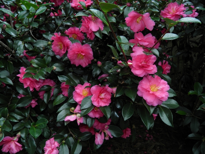 'Shishi-Gashira' - Camellia from Roots Garden Center Inc