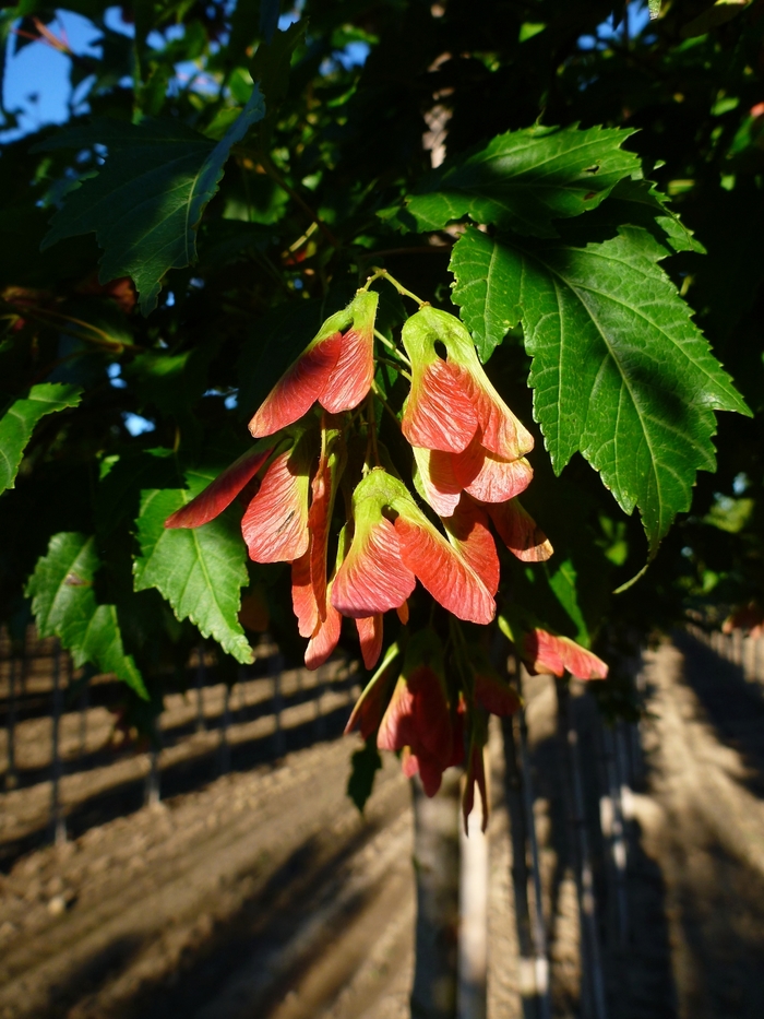 Amur Maple - Acer ginnala from Roots Garden Center Inc