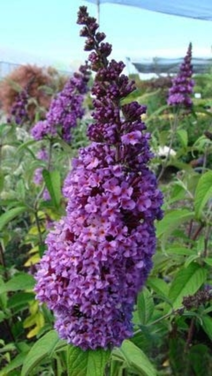 'Windy Hill' Butterfly Bush - Buddleia davidii from Roots Garden Center Inc
