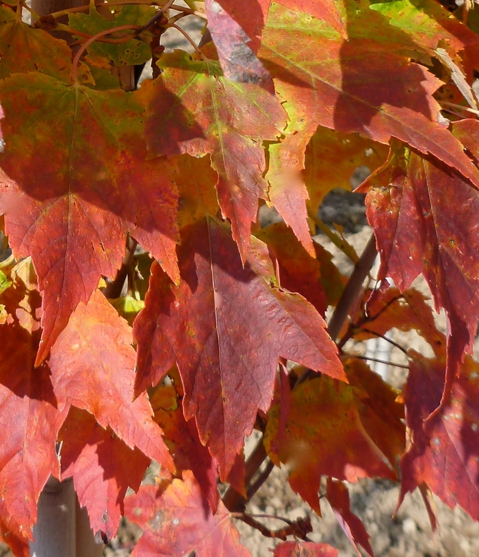Red Rocket Maple - Acer rubrum 'Red Rocket' from Roots Garden Center Inc