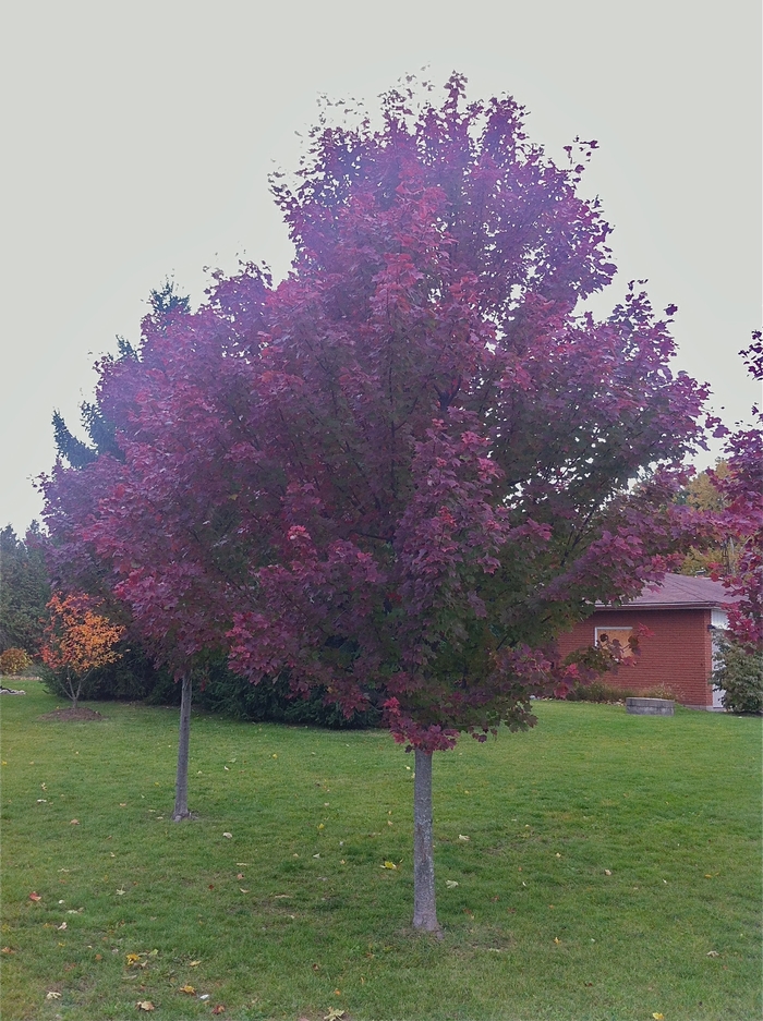 'Brandywine' Red Maple - Acer rubrum from Roots Garden Center Inc