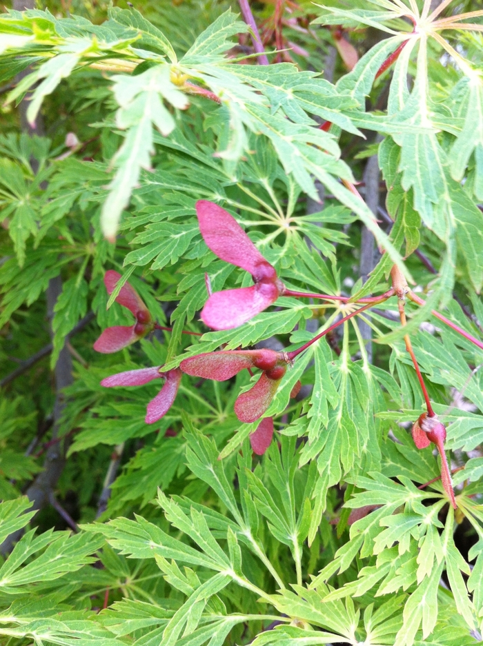 Green Cascade Japanese Maple - Acer japonicum 'Green Cascade' from Roots Garden Center Inc