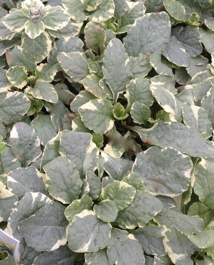 'Silver Queen' Bugleweed - Ajuga reptans from Roots Garden Center Inc