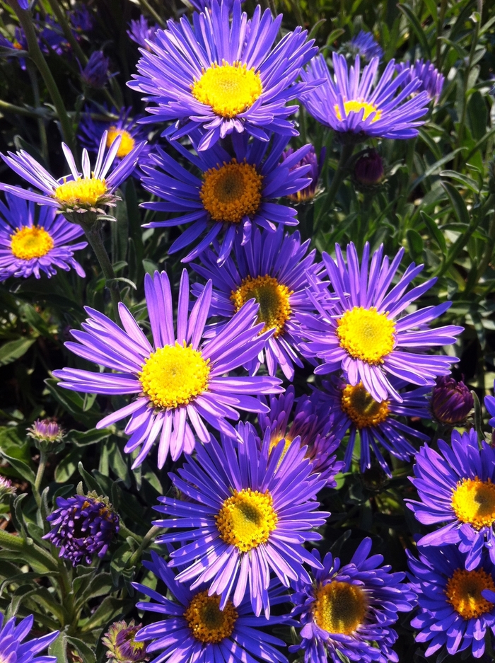 Alpine Aster - Aster alpinus 'Dark Beauty' from Roots Garden Center Inc