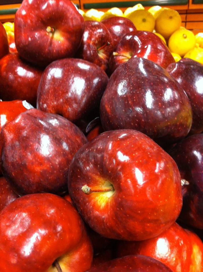 'Red Delicious' Apple - Malus domestica from Roots Garden Center Inc