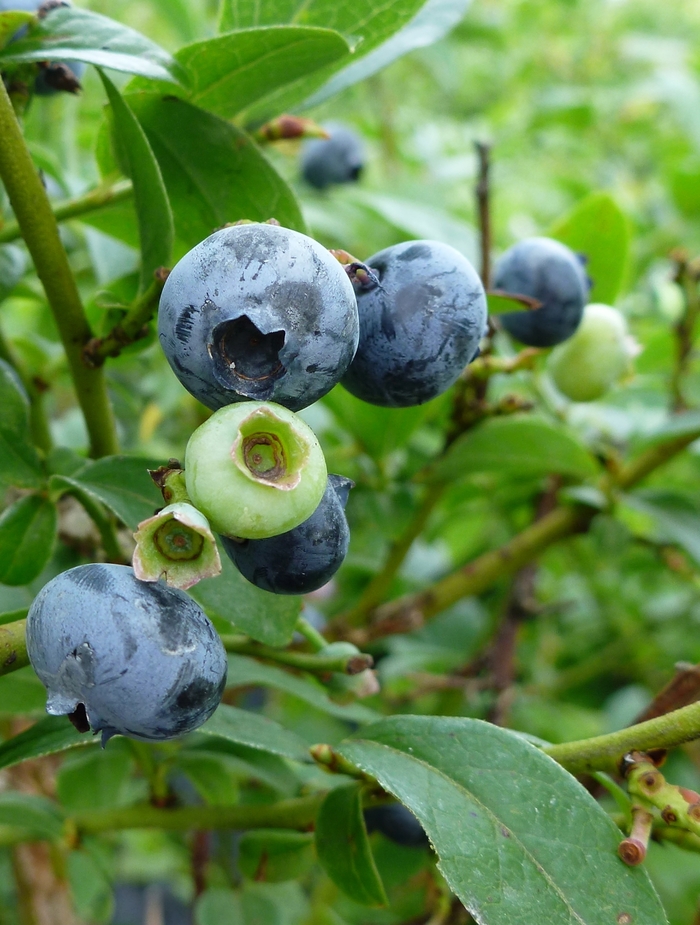 'Northcountry' Blueberry - Vaccinium from Roots Garden Center Inc